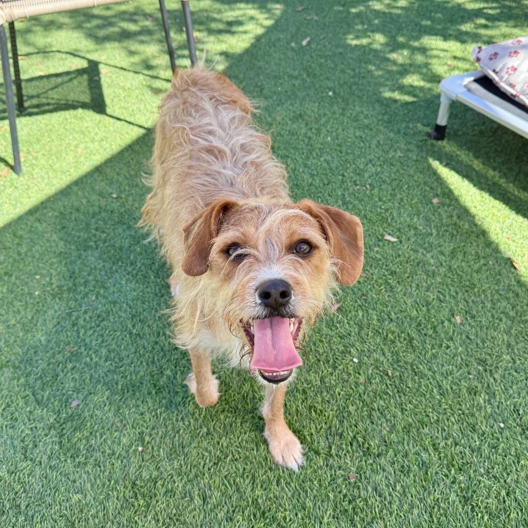 Enlarge Gabby, a Adoptable Terrier in Agoura Hills, CA image 4/4