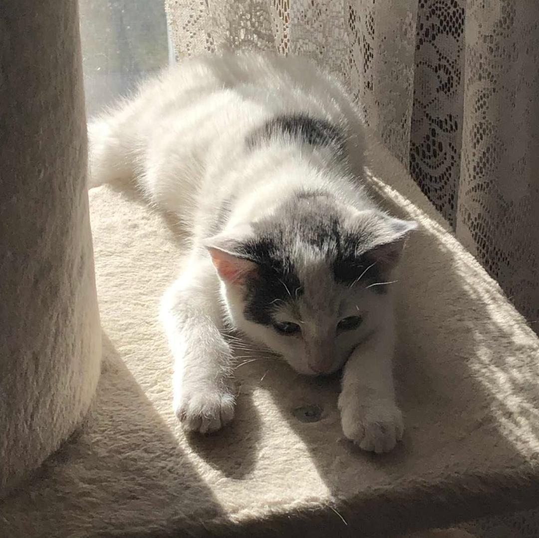 Enlarge BIRCH, a Adoptable Domestic Short Hair in Gresham, WI image 1/1