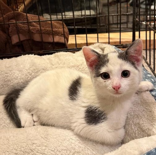 BIRCH, Adoptable, Young Male Domestic Short Hair.