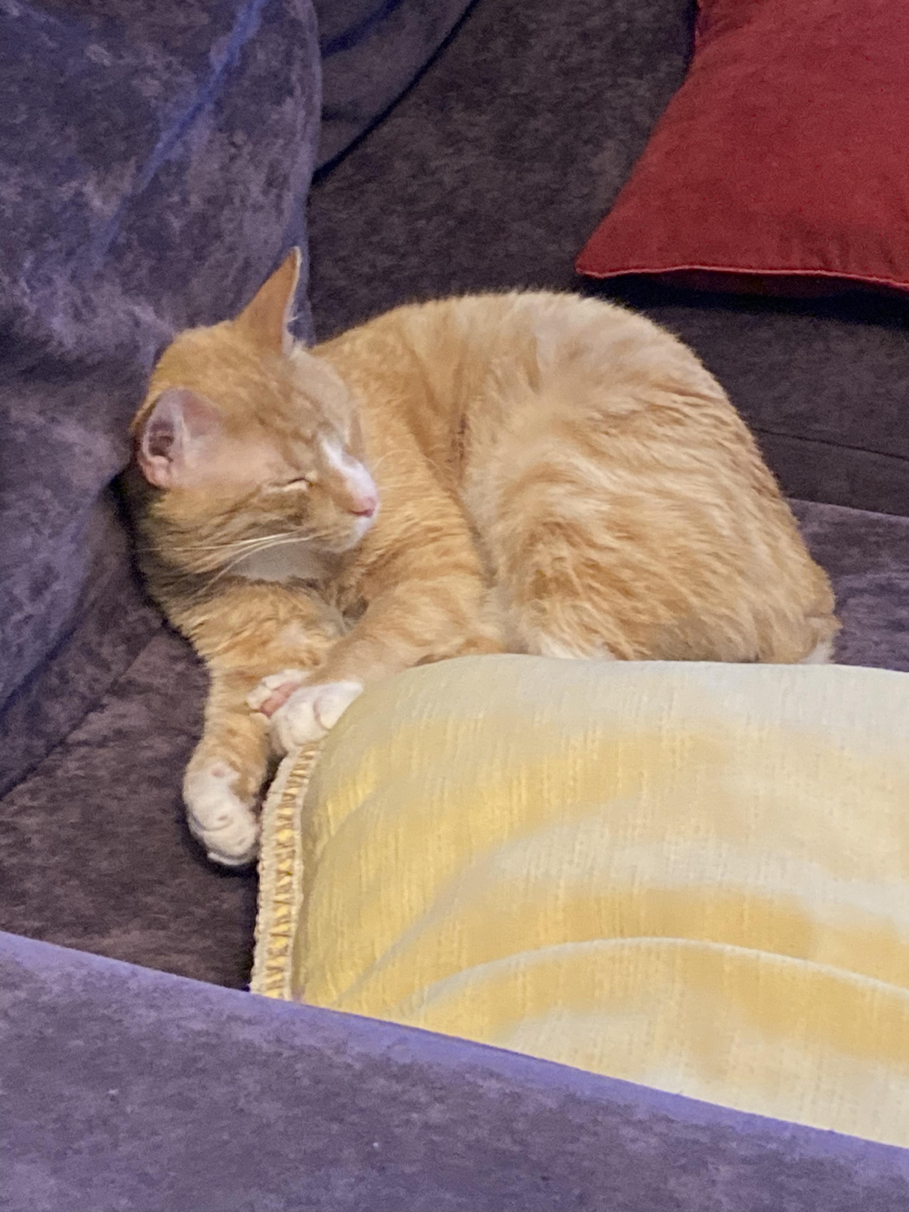 Garbanzo (aka Stubs)