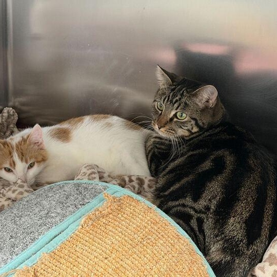 Enlarge Bok Choy, a ADOPTABLE Domestic Short Hair in Driggs, ID image 4/4