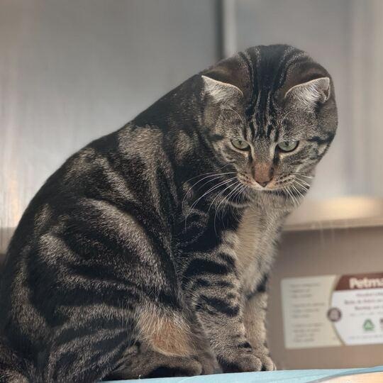 Enlarge Bok Choy, a ADOPTABLE Domestic Short Hair in Driggs, ID image 2/4