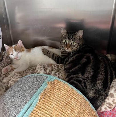 Enlarge Bok Choy, a ADOPTABLE Domestic Short Hair in Driggs, ID image 3/4