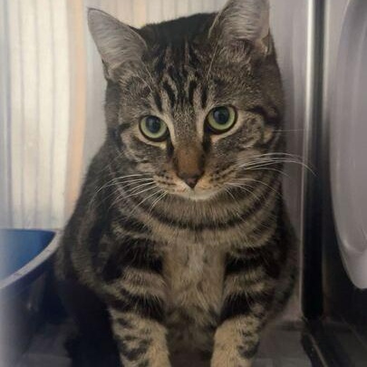 Enlarge Bok Choy, a ADOPTABLE Domestic Short Hair in Driggs, ID image 1/4