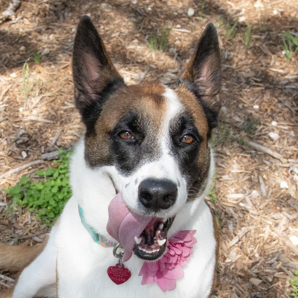 Tokyo, Adoptable, Adult Female Cattle Dog & Mixed Breed.