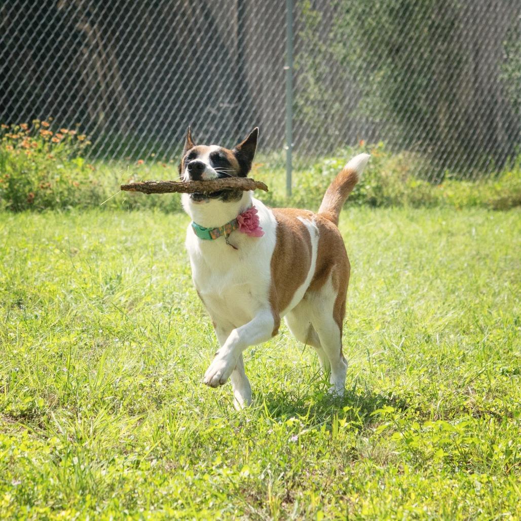Enlarge Tokyo, a Adoptable mixed breed in Wimberley, TX image 2/6