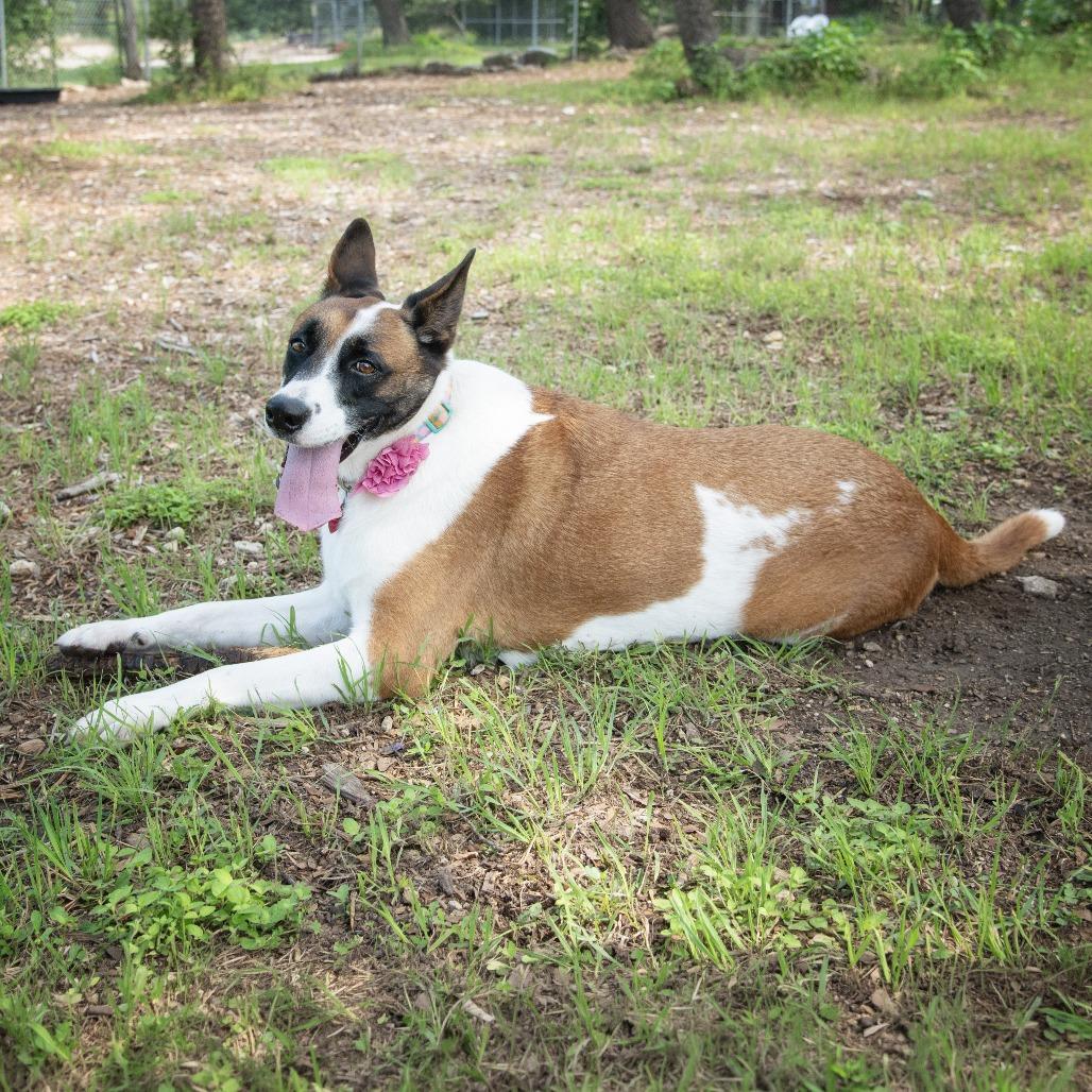Enlarge Tokyo, a Adoptable mixed breed in Wimberley, TX image 3/6