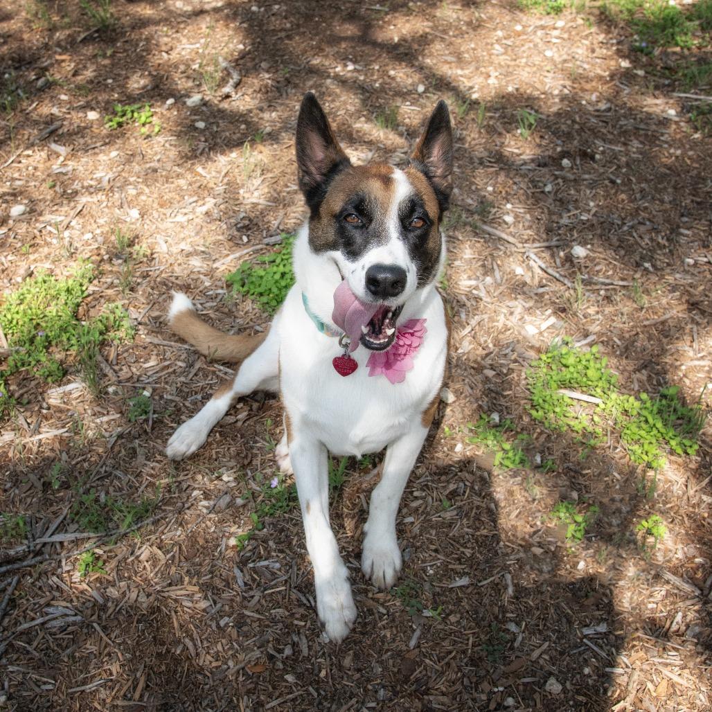 Enlarge Tokyo, a Adoptable mixed breed in Wimberley, TX image 4/6