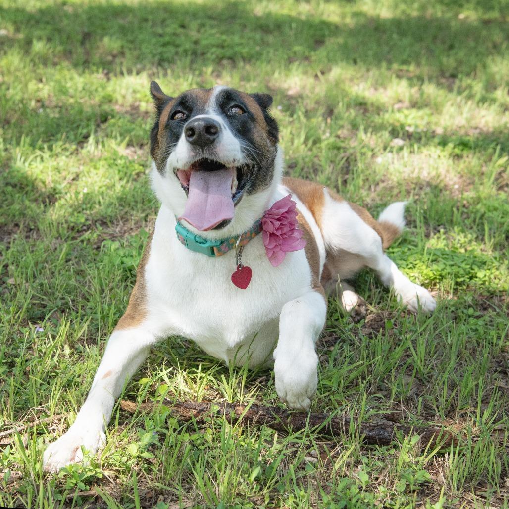Enlarge Tokyo, a Adoptable mixed breed in Wimberley, TX image 5/6
