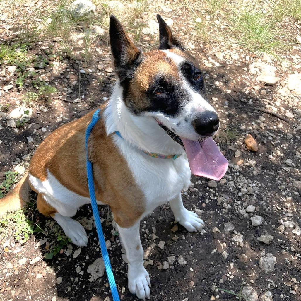 Enlarge Tokyo, a Adoptable mixed breed in Wimberley, TX image 6/6