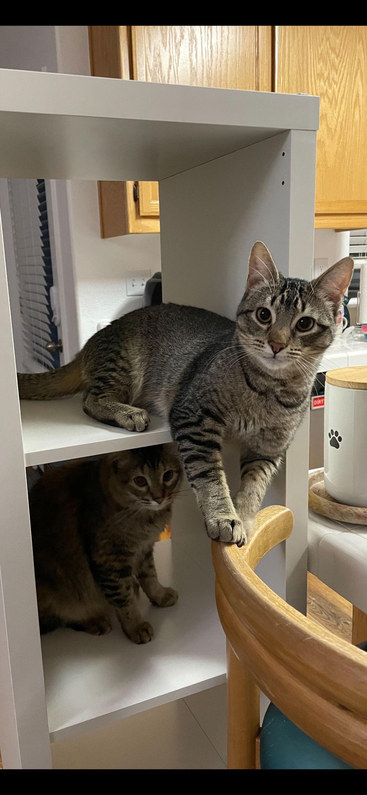 Lizzy and Jack, Adoptable, Young Male Abyssinian & Domestic Short Hair.