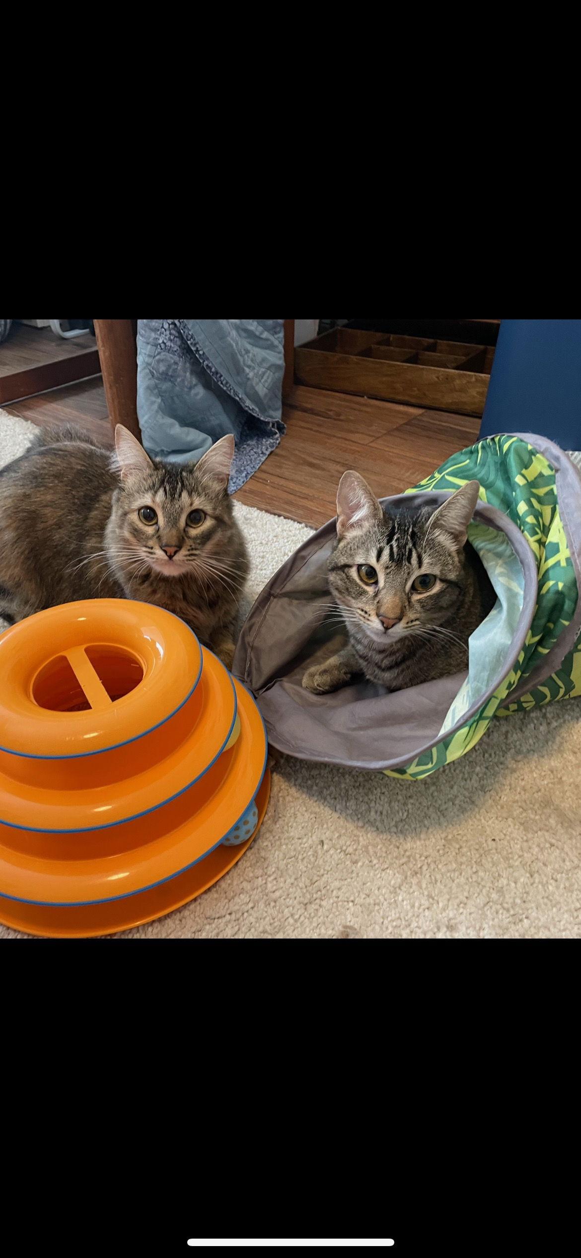 Lizzy and Jack, a Adoptable mixed breed in Walnut Creek, CA image 2/6