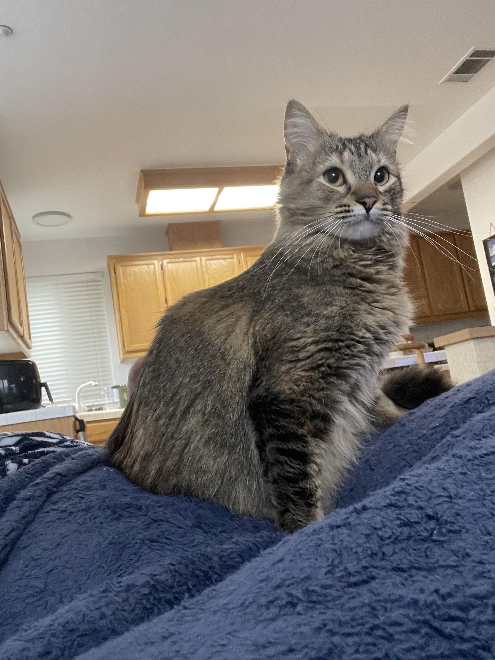 Lizzy and Jack, a Adoptable mixed breed in Walnut Creek, CA image 3/6