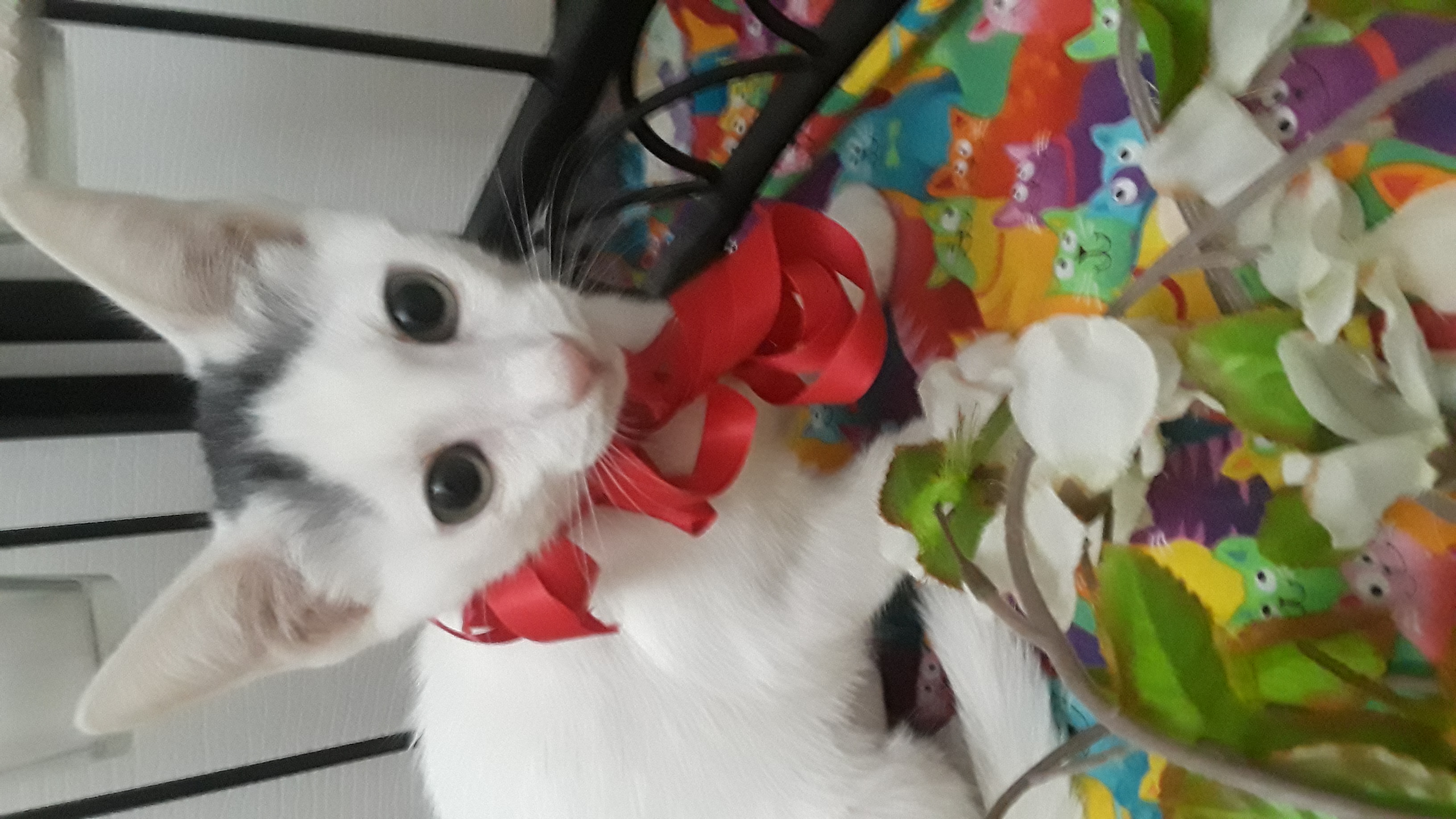 Cat for adoption LIL MISS CONTESSA CASHMERE, a Domestic Short Hair in