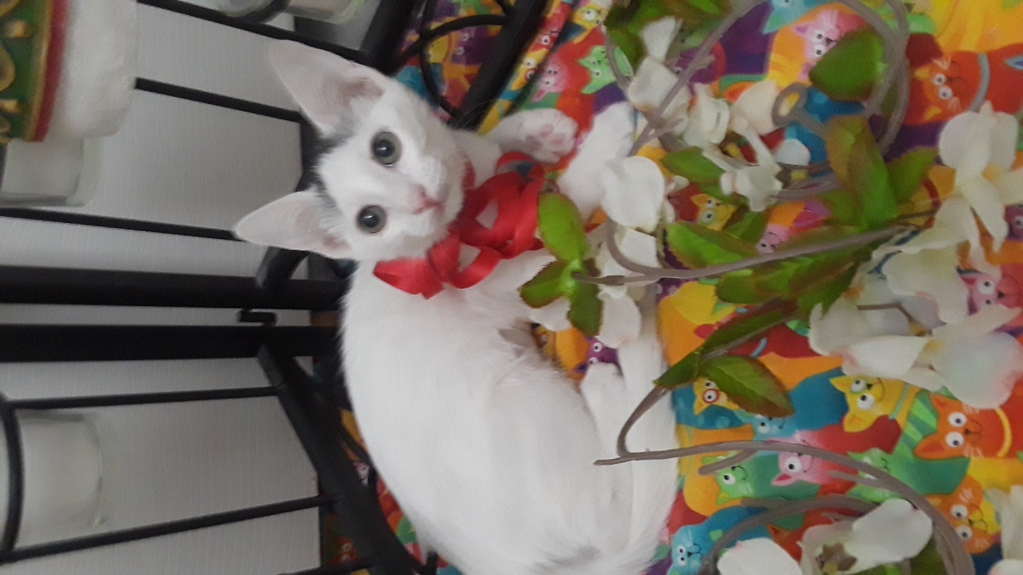 Cat for adoption LIL MISS CONTESSA CASHMERE, a Domestic Short Hair in