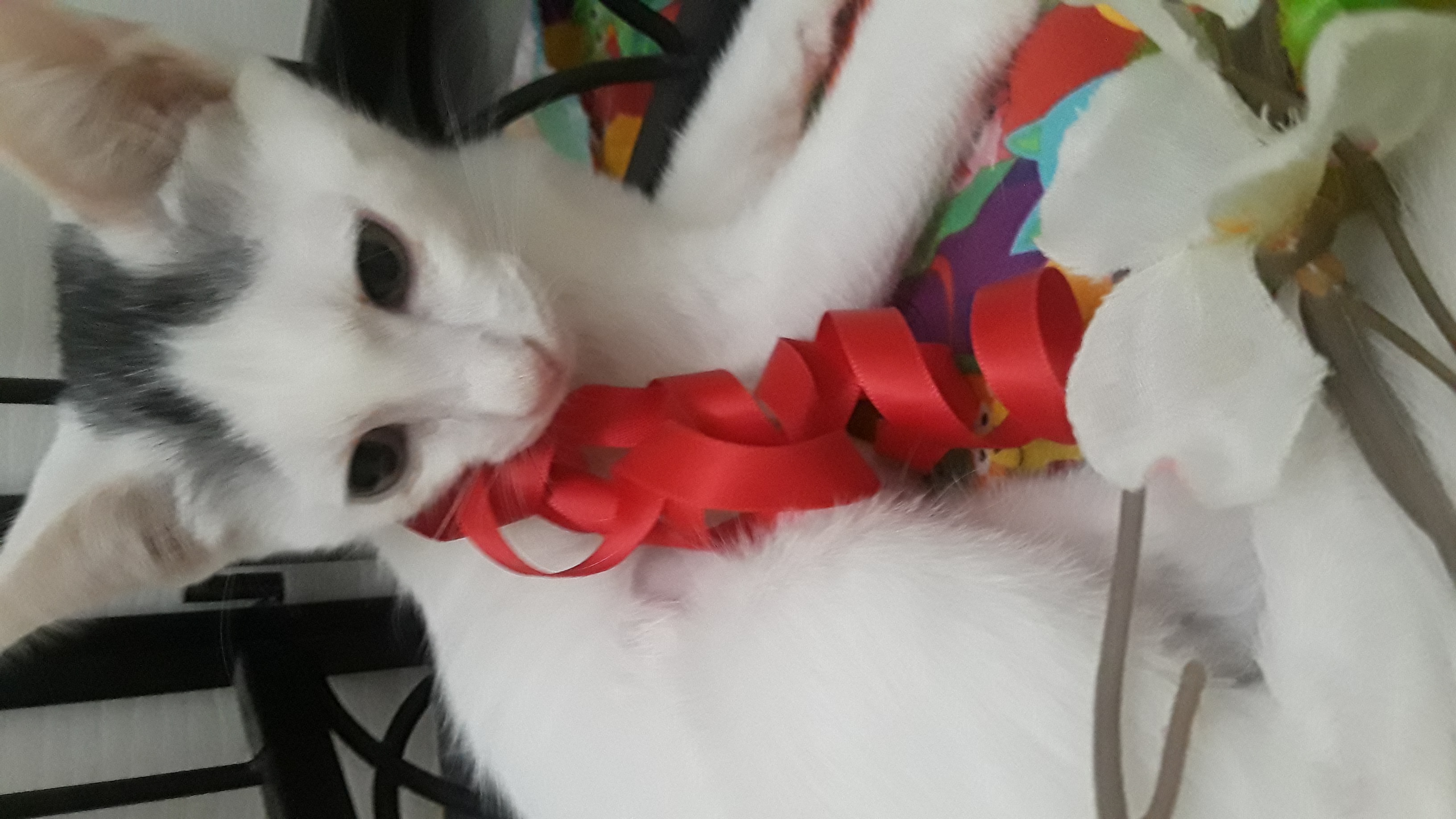 Cat for adoption LIL MISS CONTESSA CASHMERE, a Domestic Short Hair in