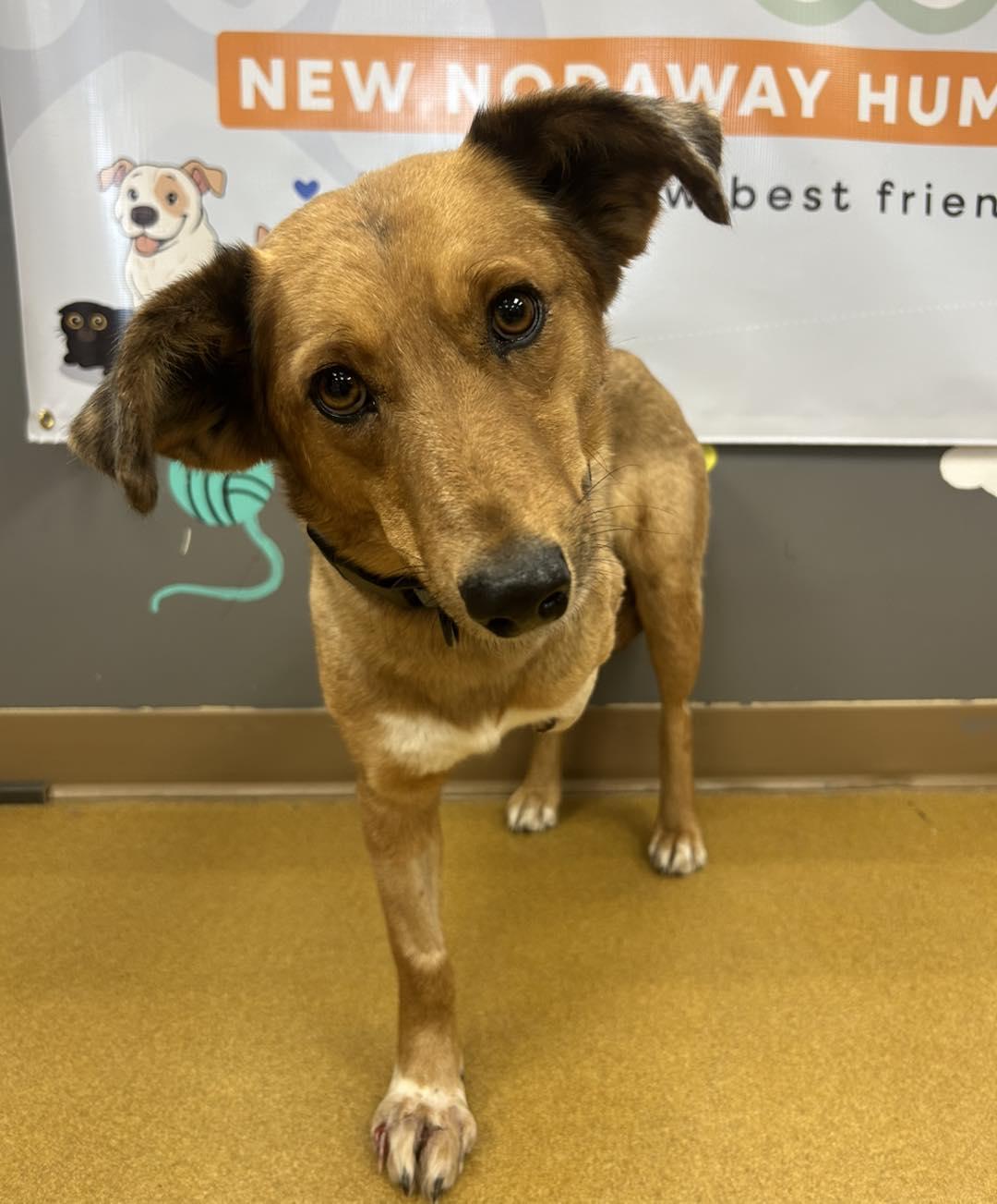 Enlarge Blair, an adopted mixed breed in Maryville, MO image 2/3