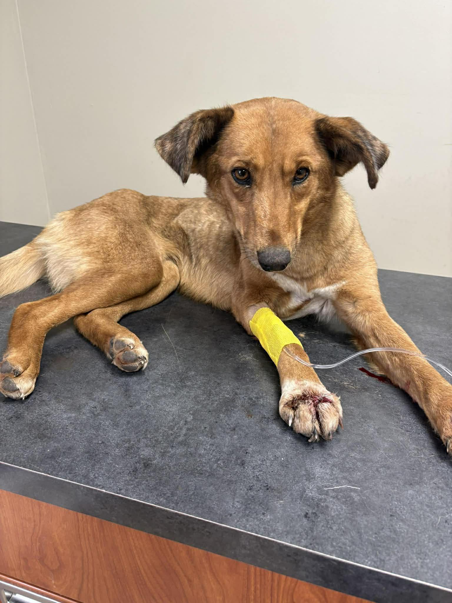 Enlarge Blair, an adopted mixed breed in Maryville, MO image 3/3