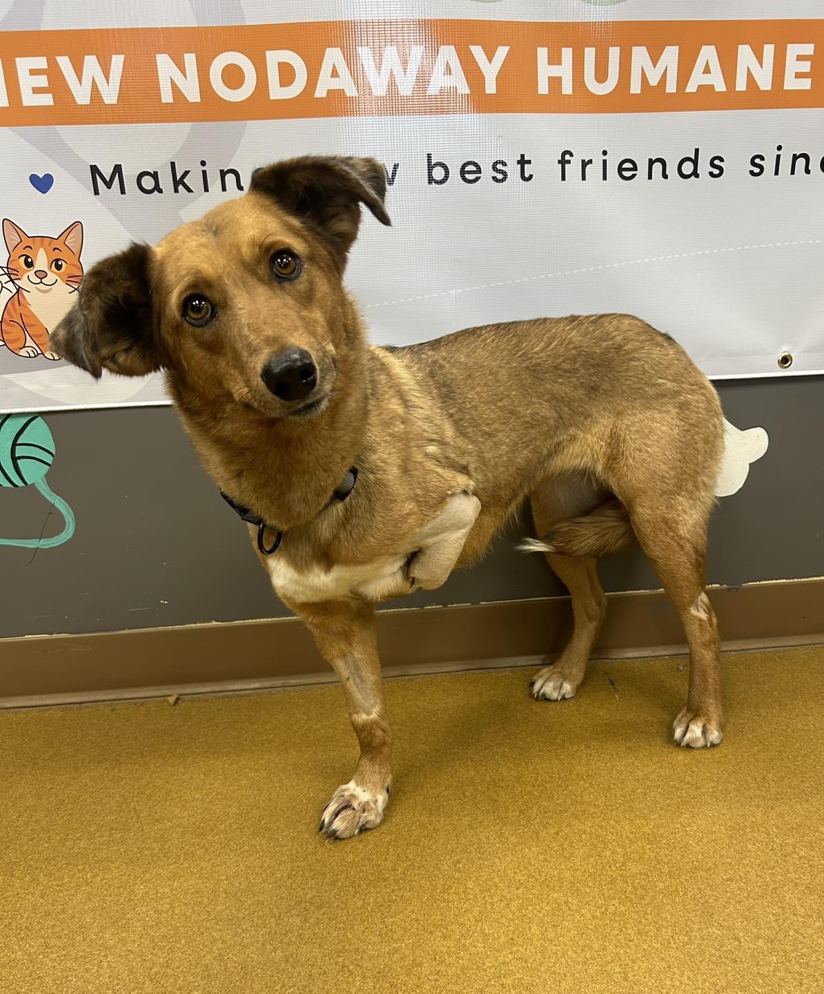 Enlarge Blair, an adopted mixed breed in Maryville, MO image 1/3