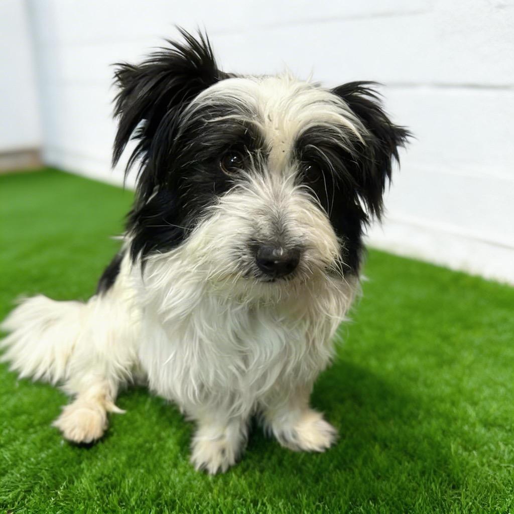 Enlarge Goose, a Adoptable Skye Terrier in Midland, TX image 1/3