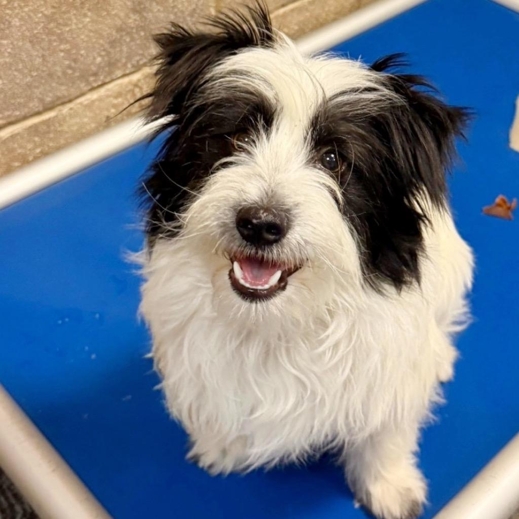 Enlarge Goose, a Adoptable Skye Terrier in Midland, TX image 2/3