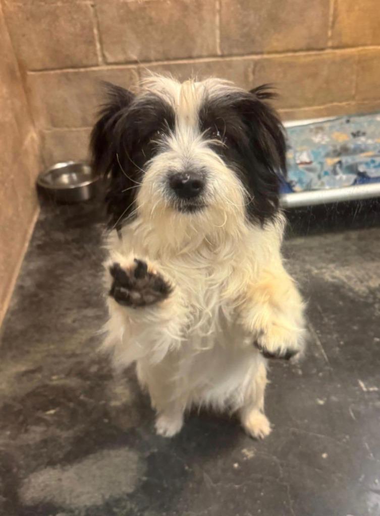 Enlarge Goose, a Adoptable Skye Terrier in Midland, TX image 3/3