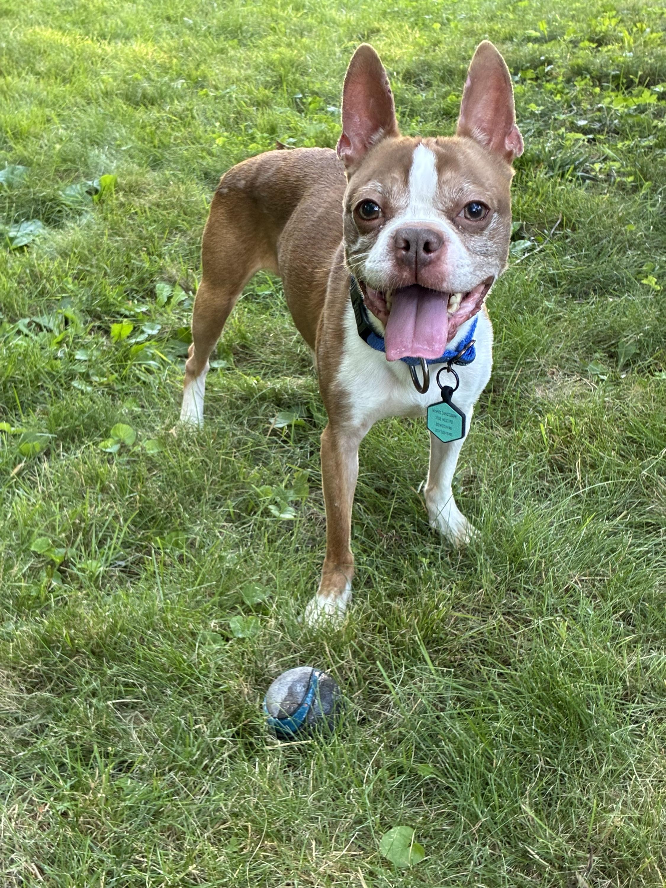 Charlie, adopted, Adult Male Boston Terrier.