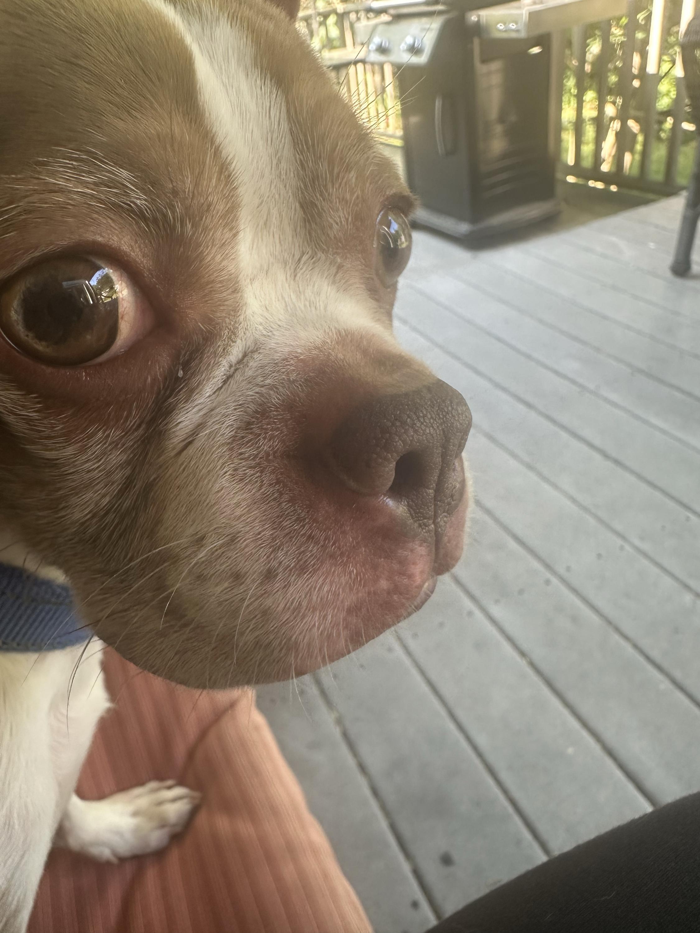 Enlarge Charlie, an adopted Boston Terrier in Bowdoin, ME image 3/6