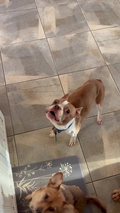 Enlarge Charlie, an adopted Boston Terrier in Bowdoin, ME video 4/6