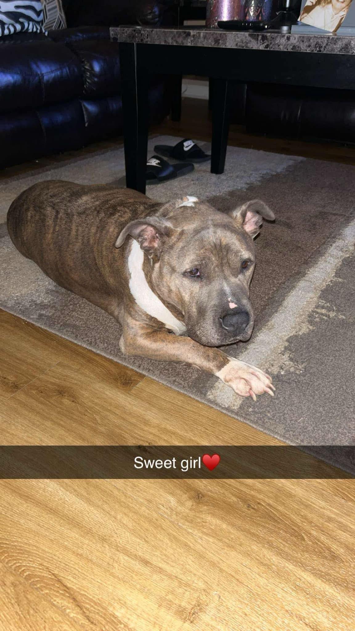 Bonnie (Foster Needed)