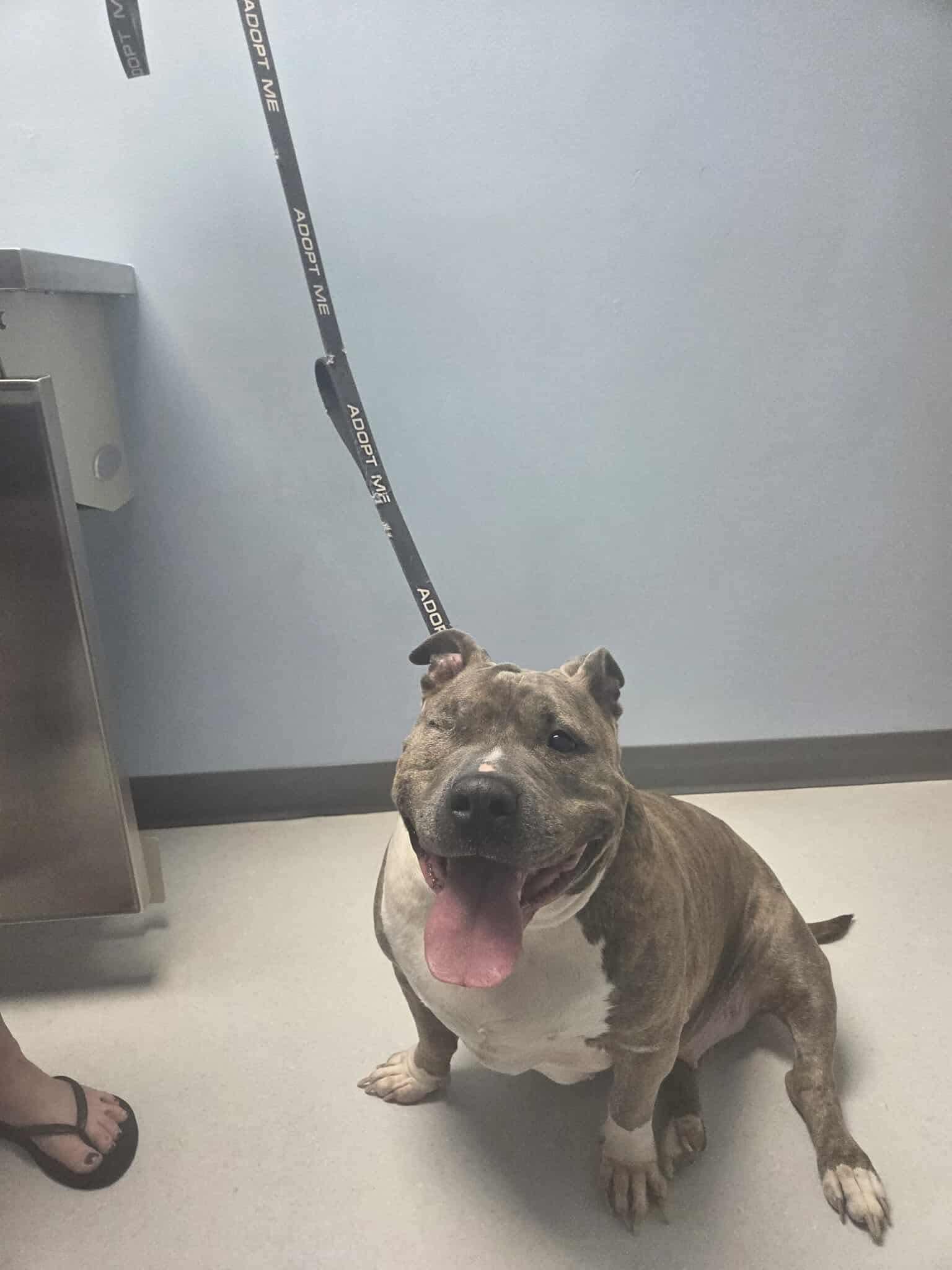 Bonnie (Foster Needed)