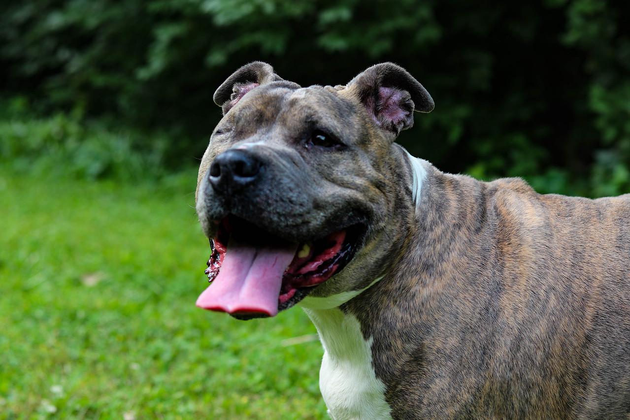 Bonnie (Foster Needed)