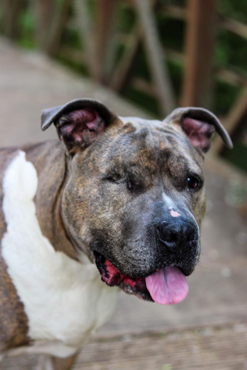 Bonnie (Foster Needed)