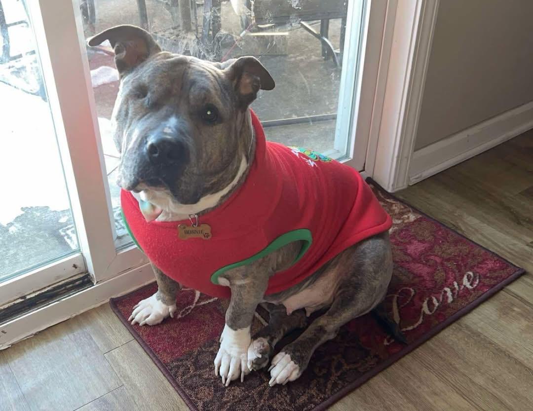 Bonnie (Foster Needed)