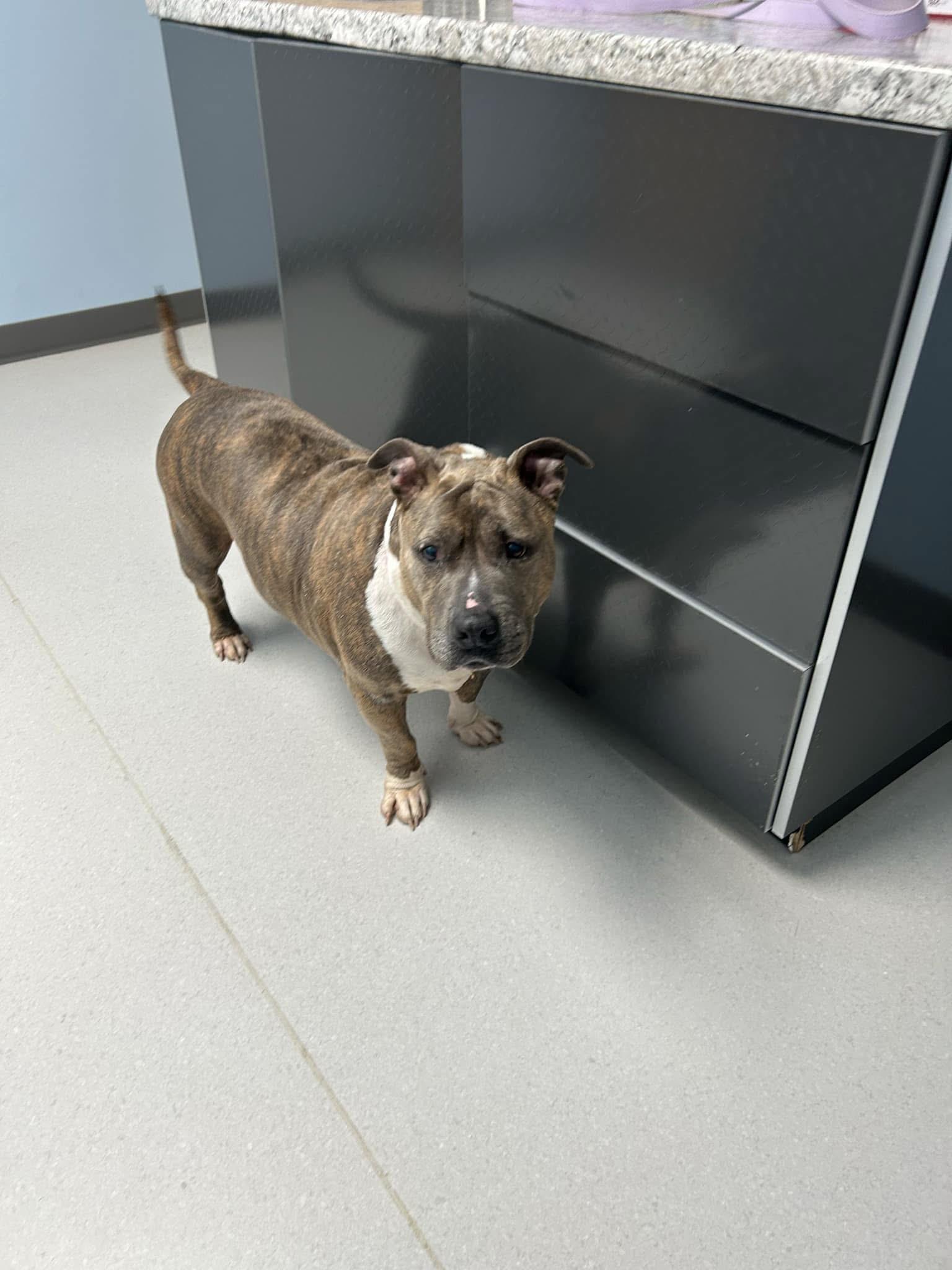 Bonnie (Foster Needed)