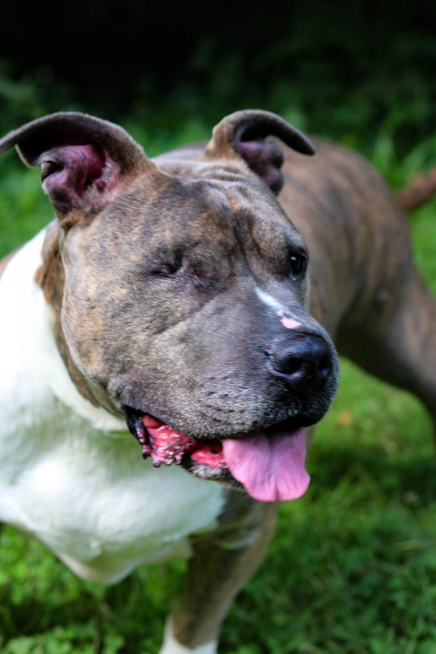 Bonnie (Foster Needed)