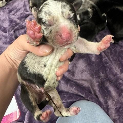 Affogato, Adoptable, Puppy Female Catahoula Leopard Dog.