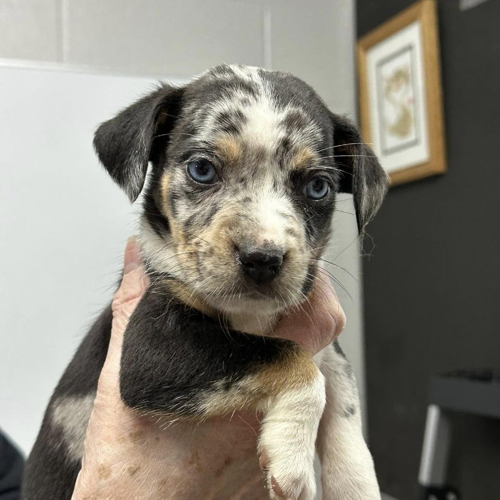 Enlarge Affogato, a Adoptable Catahoula Leopard Dog in Coos Bay, OR image 2/2