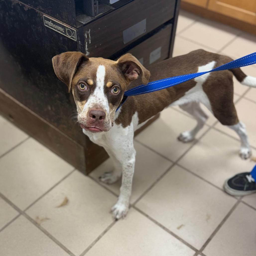 Enlarge Grady, a Adoptable mixed breed in Starkville, MS image 1/2