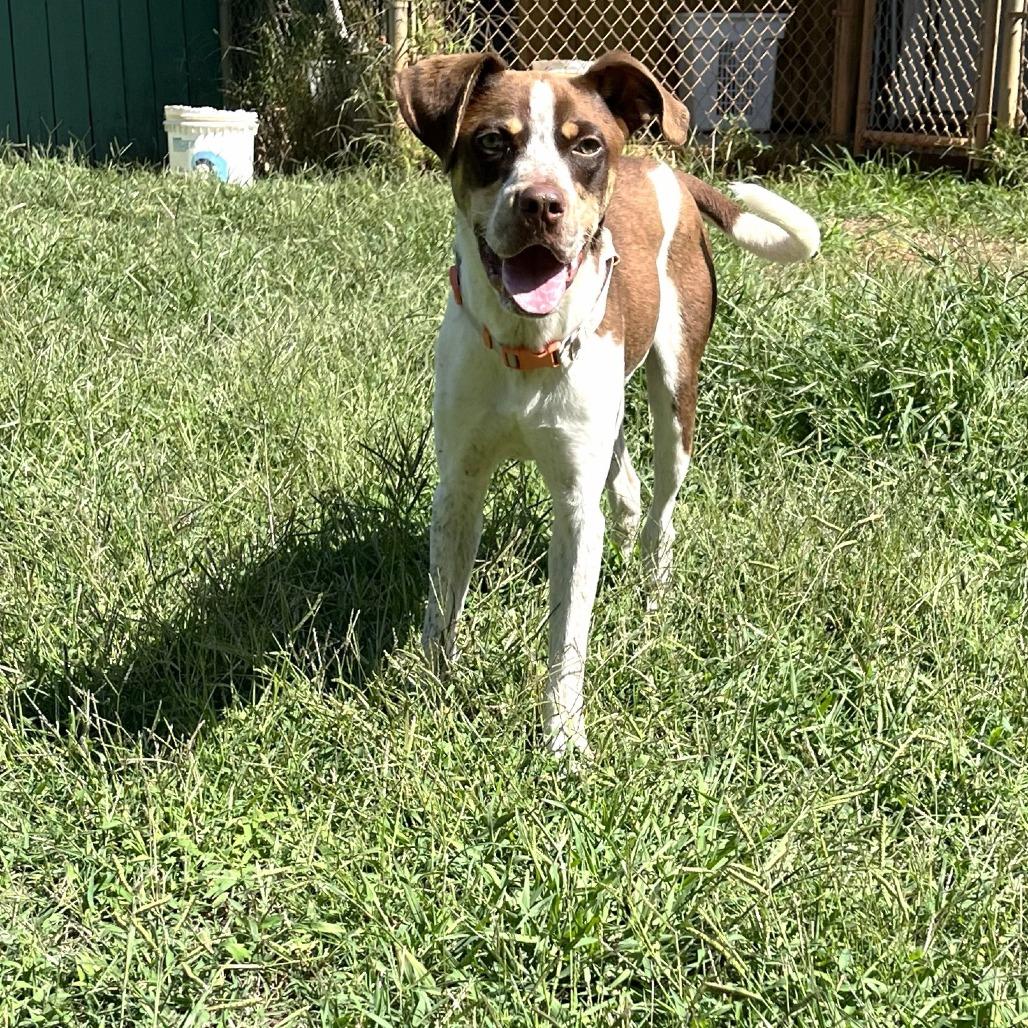 Enlarge Grady, a Adoptable mixed breed in Starkville, MS image 2/2