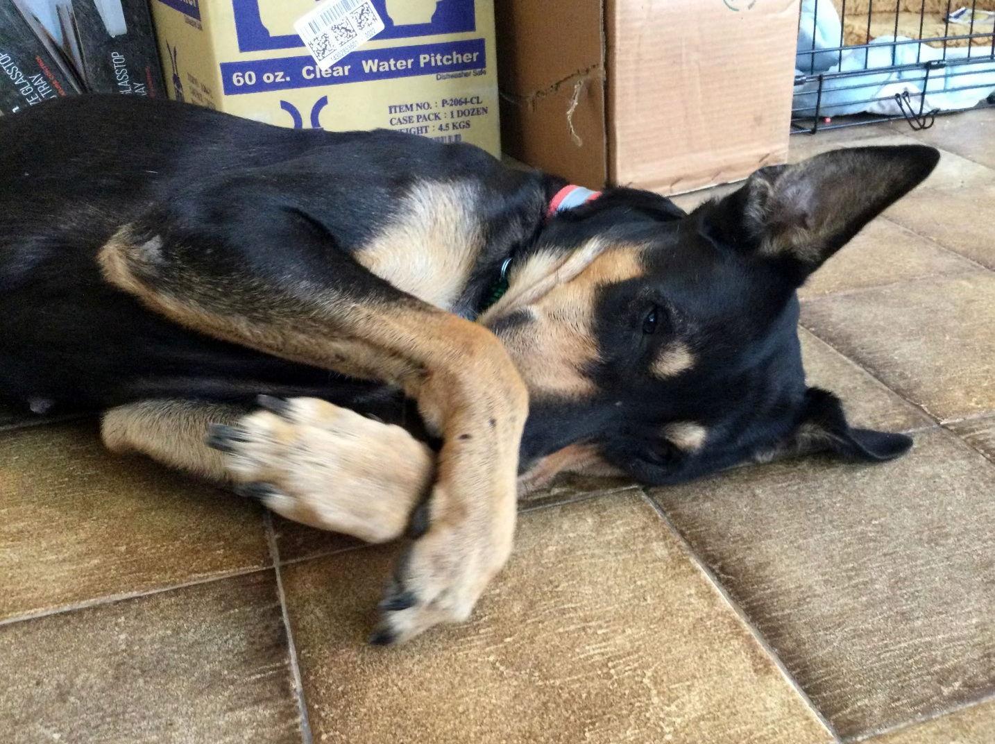 Oliver, Adoptable, Young Male Labrador Retriever & Australian Kelpie.