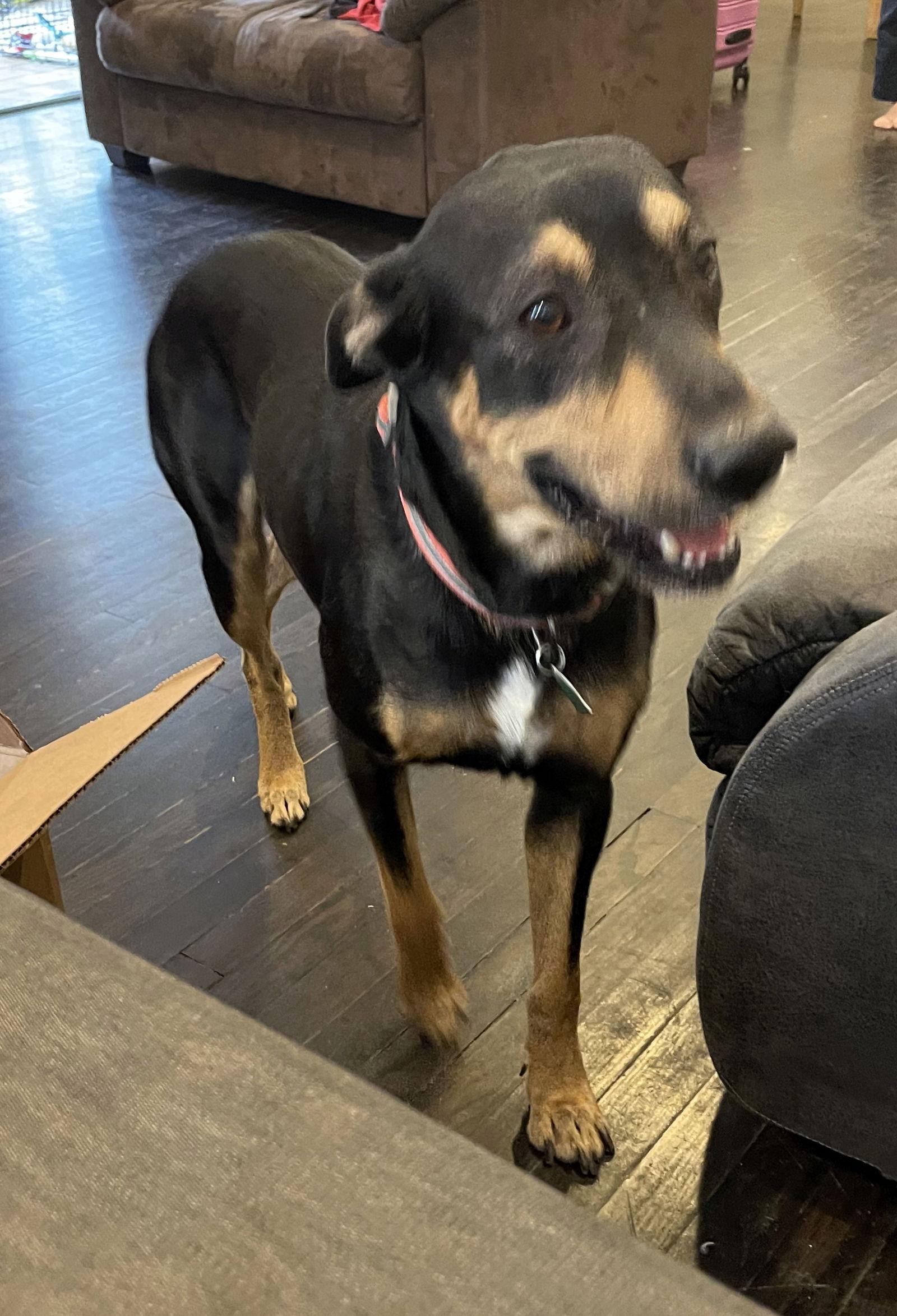 Oliver, a Adoptable mixed breed in Alvin, TX image 2/6