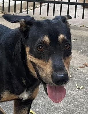 Oliver, a Adoptable mixed breed in Alvin, TX image 3/6