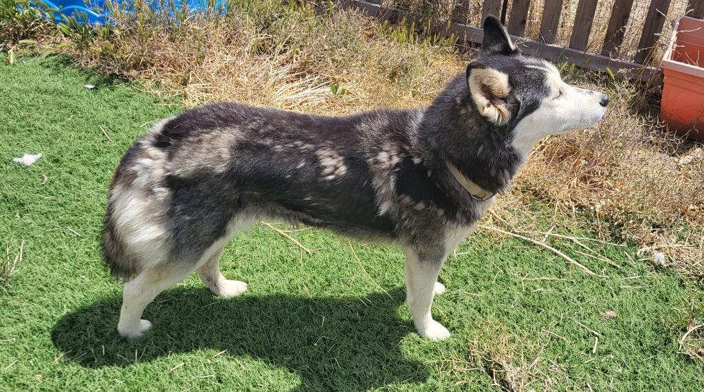 Misty, Adoptable, Young Female Husky.