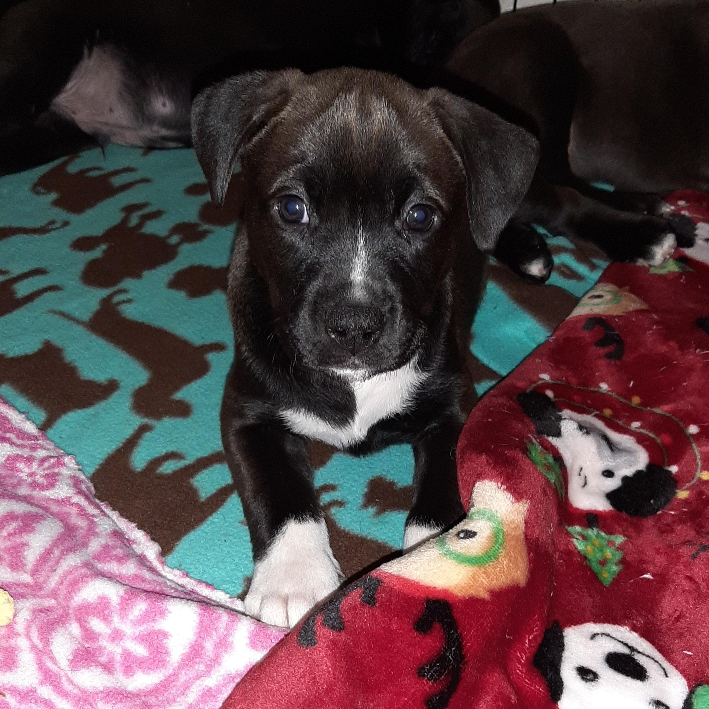 Enlarge Snow, an adopted mixed breed in Lake Odessa, MI image 2/5