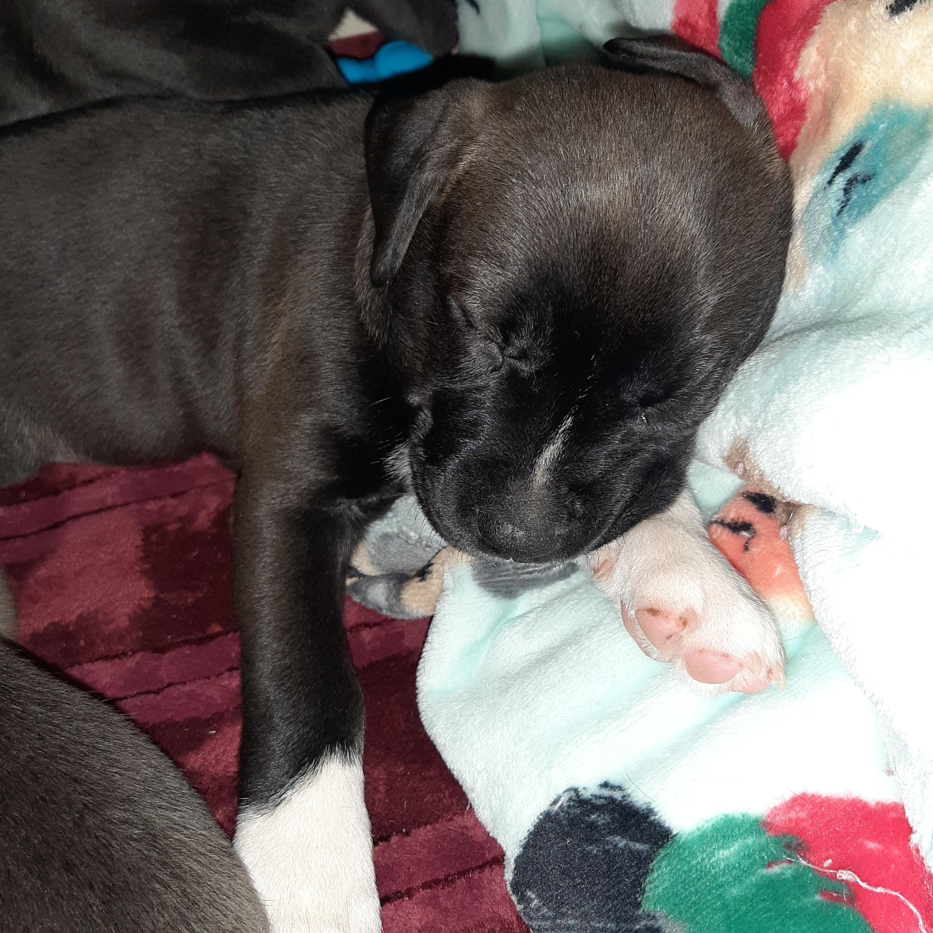 Enlarge Snow, an adopted mixed breed in Lake Odessa, MI image 3/5