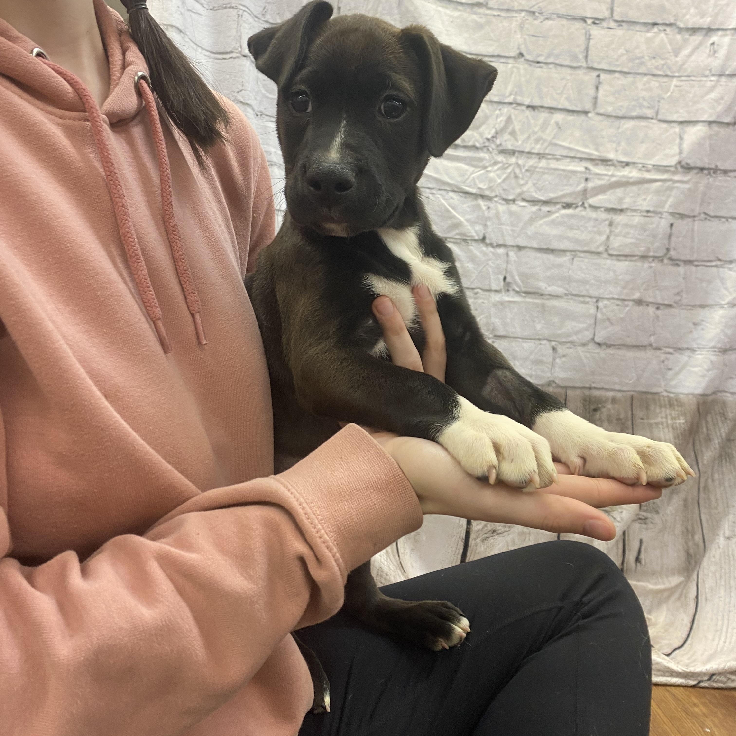Enlarge Snow, an adopted mixed breed in Lake Odessa, MI image 1/5