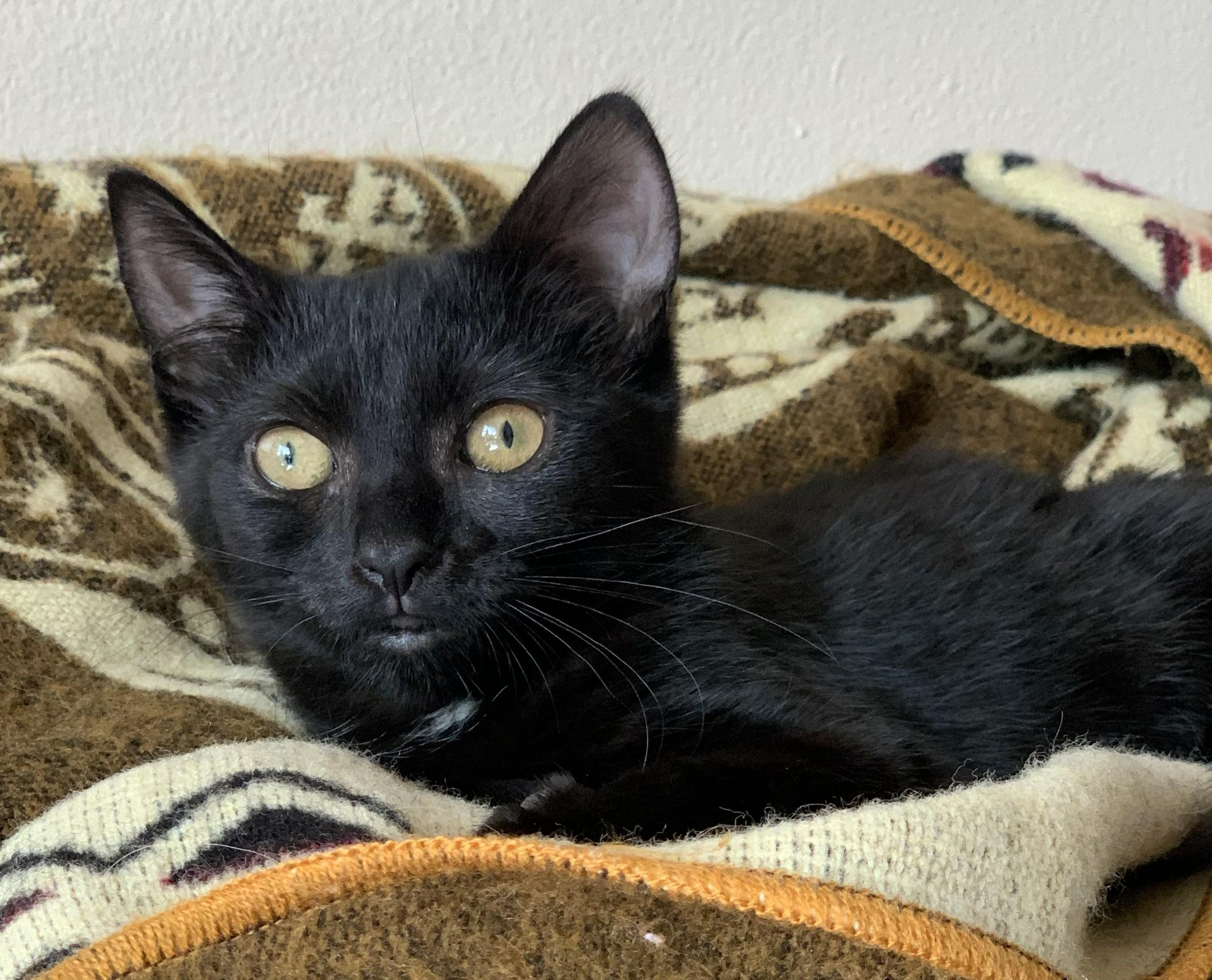 Hope, ADOPTABLE, Adult Female Domestic Short Hair.