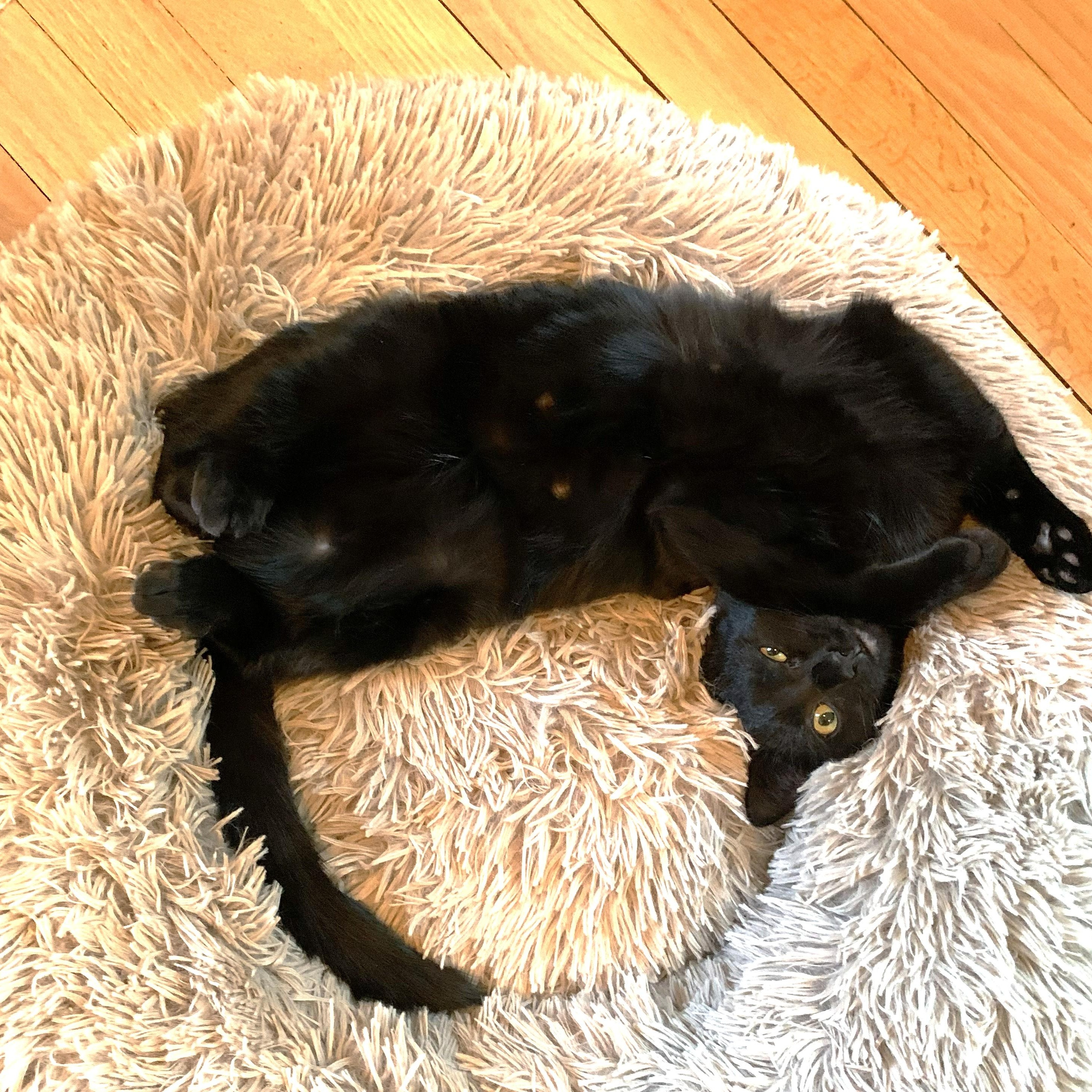 Enlarge Hope, a ADOPTABLE Domestic Short Hair in West Orange, NJ image 2/3