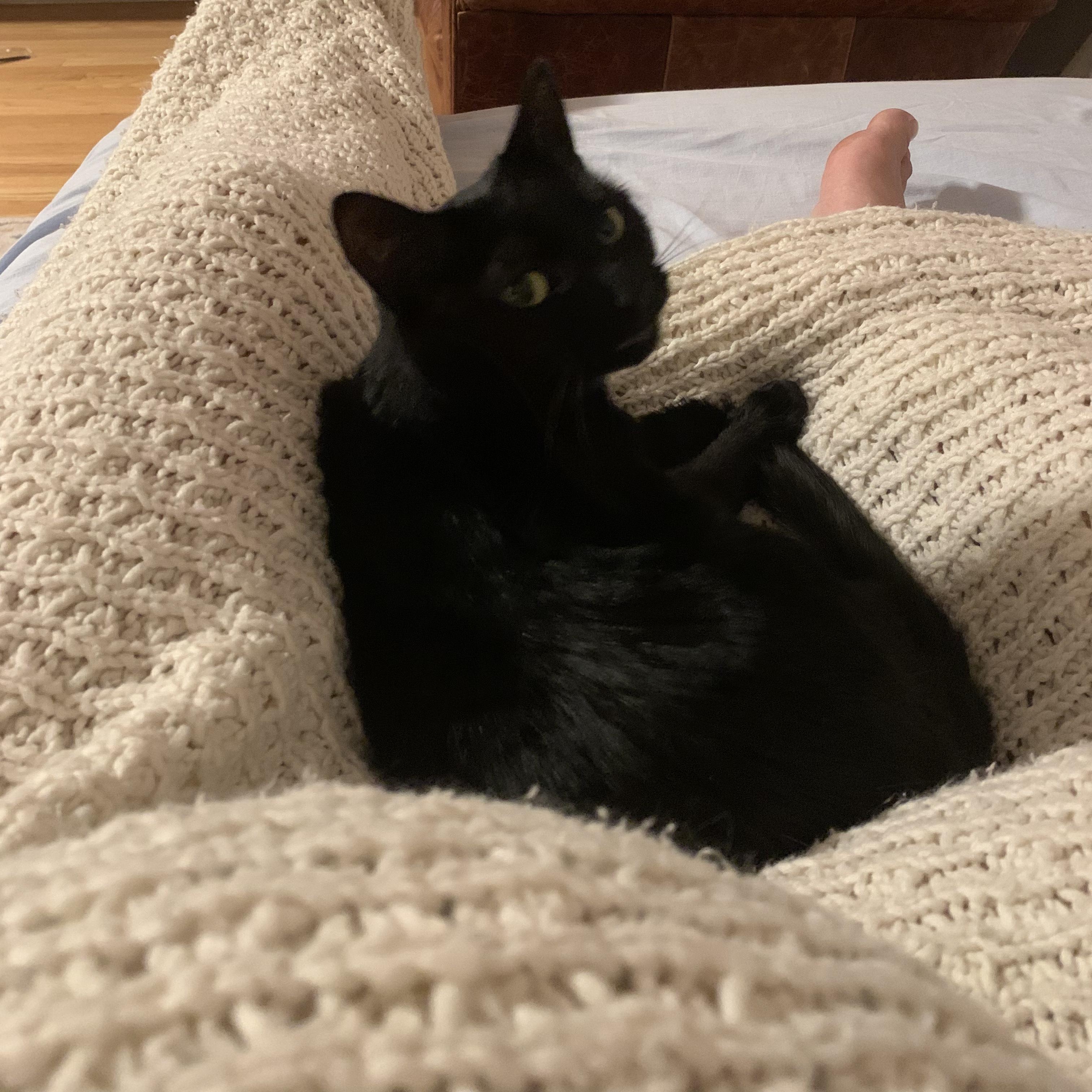 Enlarge Hope, a ADOPTABLE Domestic Short Hair in West Orange, NJ image 3/3